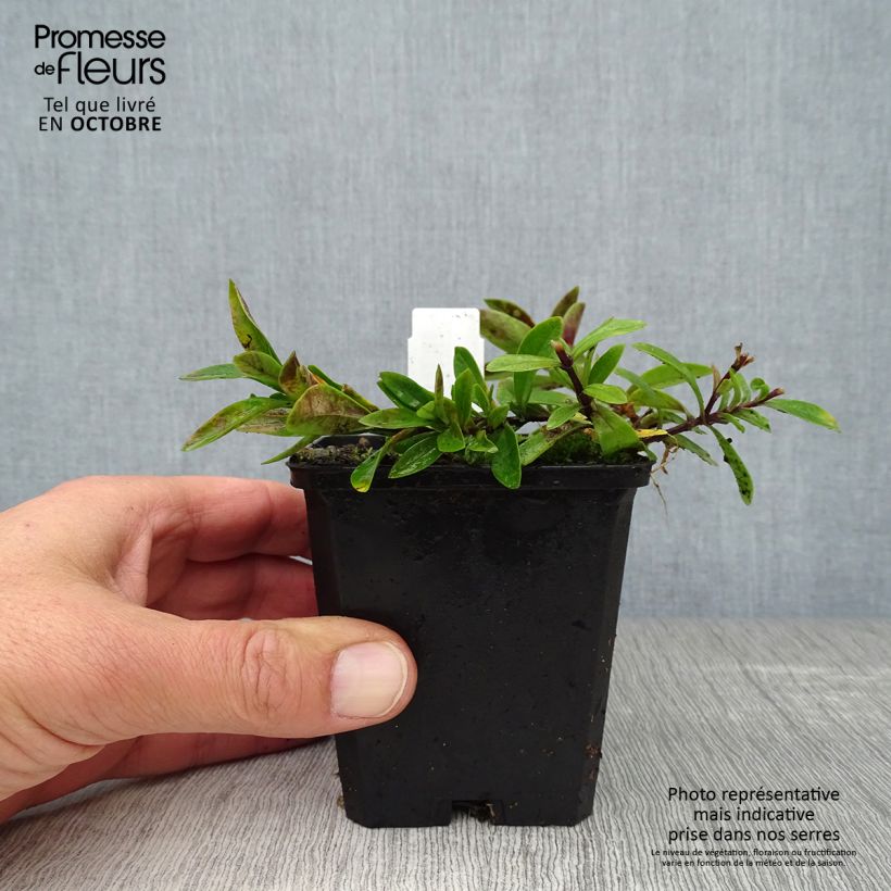 Phlox divaricata White Perfume 8/9 cm pot sample as delivered in autumn