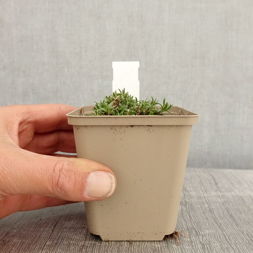 Phlox douglasii 'Crackerjack' 8/9 cm pot sample as delivered in spring