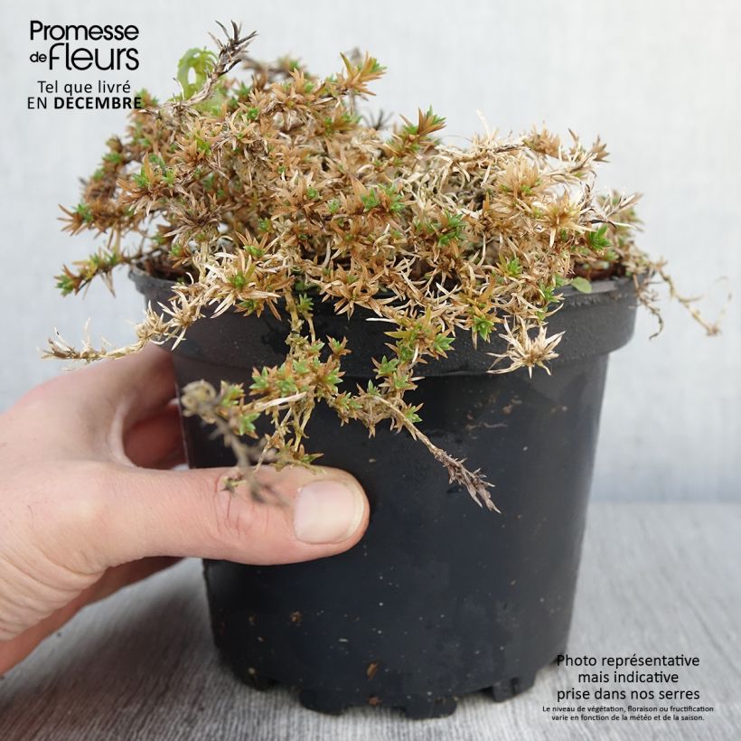 Phlox douglasii Lilac Cloud 2L/3L pot sample as delivered in autumn