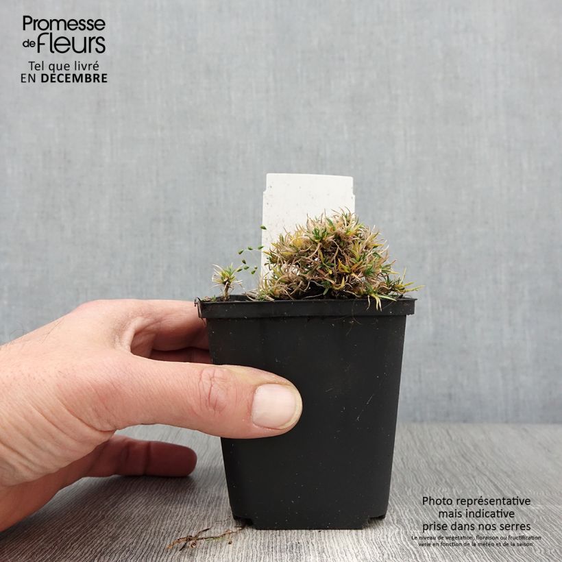 Phlox douglasii Ochsenblut 8/9 cm pot sample as delivered in autumn
