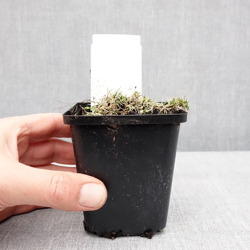 Phlox douglasii Ochsenblut 8/9 cm pot sample as delivered in winter