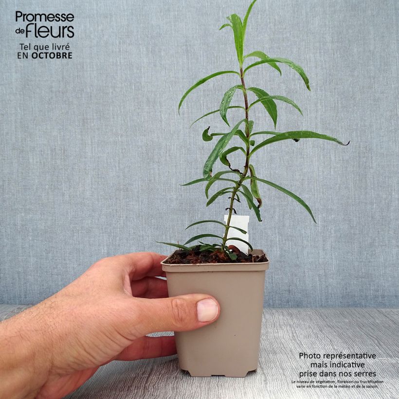 Phlox maculata Natasha 8/9 cm pot sample as delivered in autumn