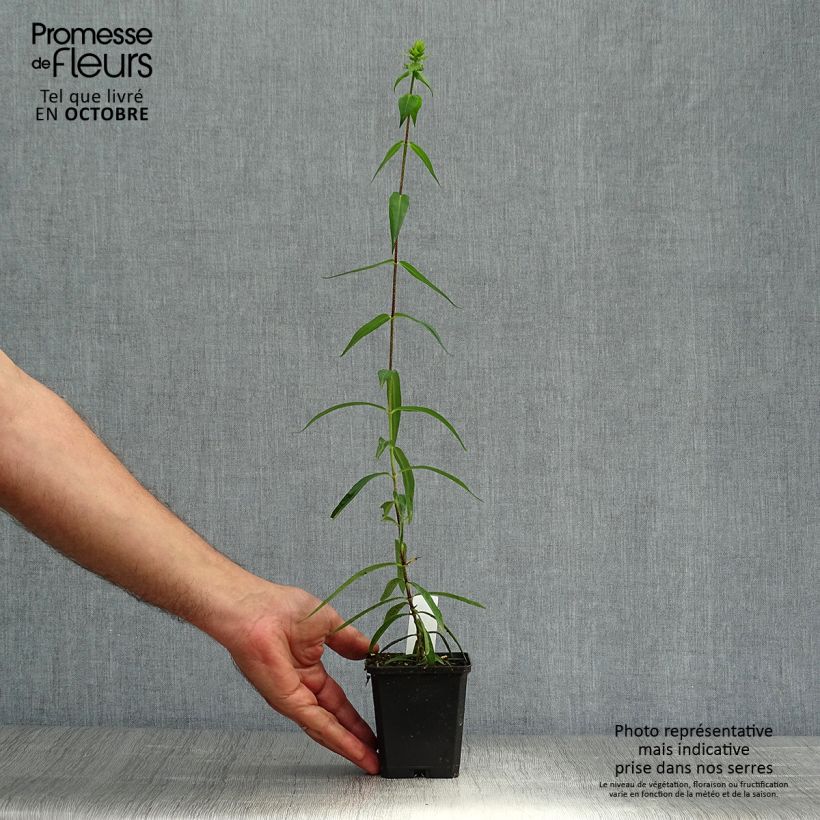 Phlox maculata Omega 8/9 cm pot sample as delivered in autumn