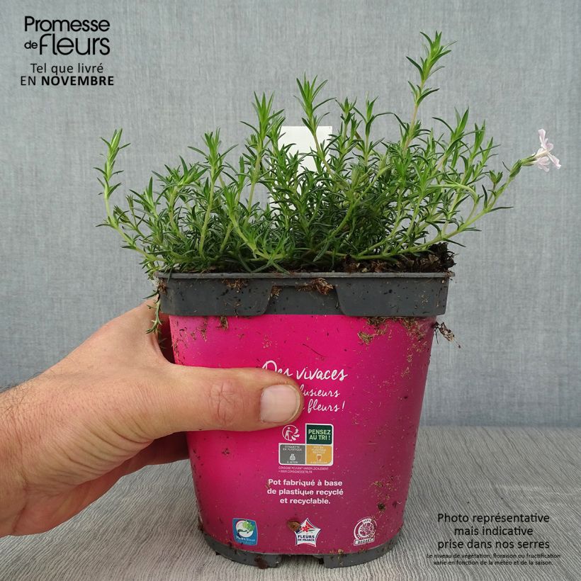 Phlox subulata Candy Stripes 1.5L/2L pot sample as delivered in autumn