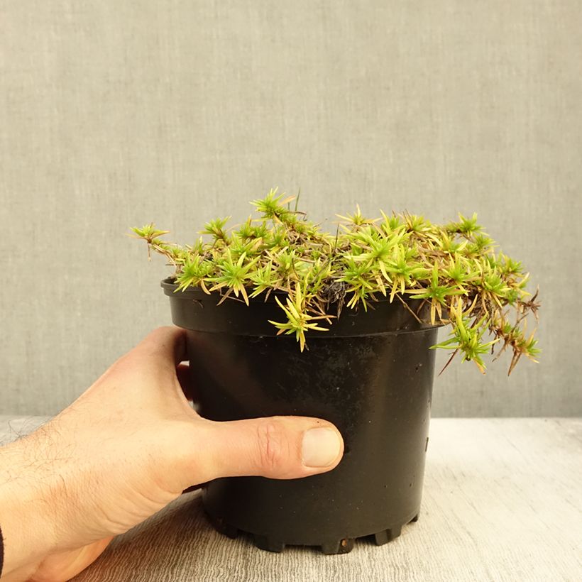 Phlox subulata Moerheimii 2L/3L pot sample as delivered in autumn