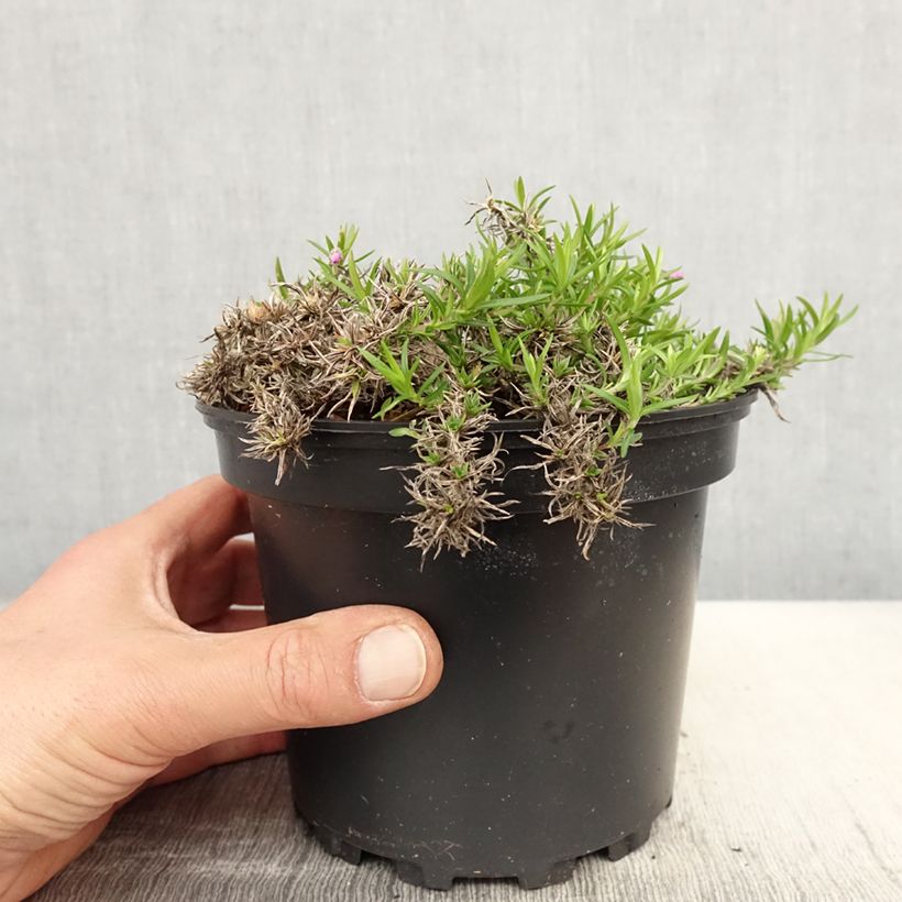 Phlox subulata Moerheimii 2L/3L pot sample as delivered in spring