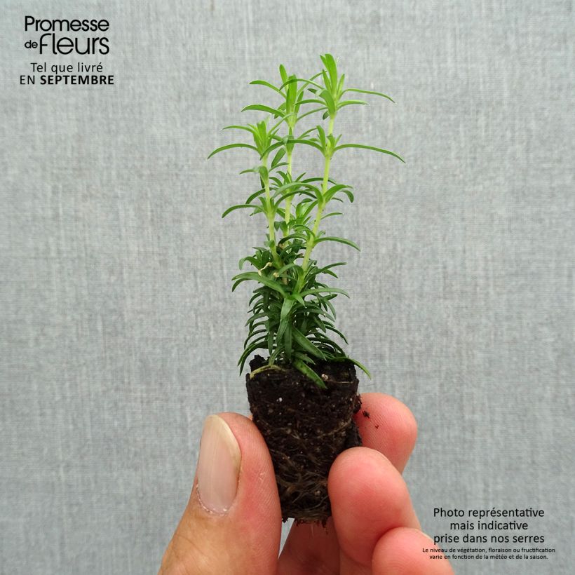 Phlox subulata White Delight Plug plant 3/4cm sample as delivered in autumn