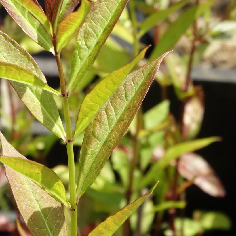 Phlox paniculata Adinda (Foliage)