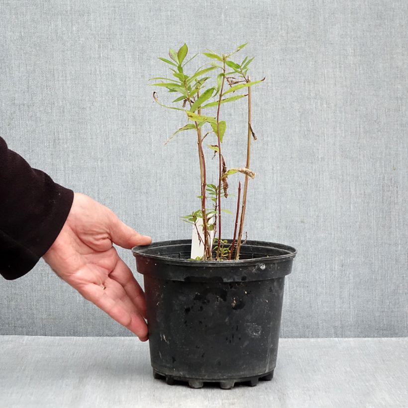 Phlox paniculata Adinda 2L/3L pot sample as delivered in autumn