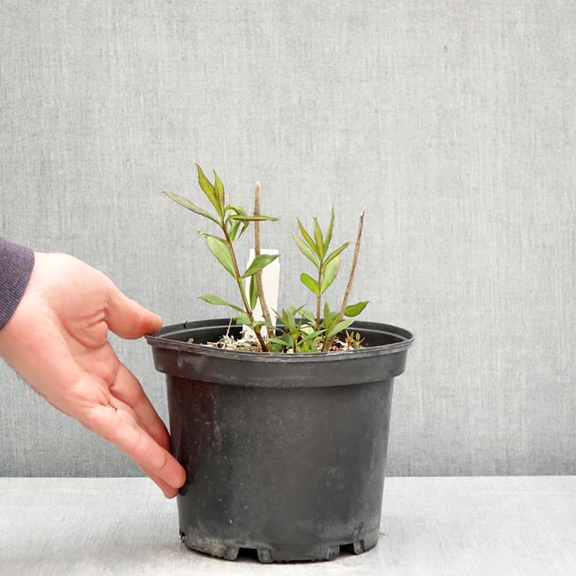 Phlox paniculata Adinda 2L/3L pot sample as delivered in spring