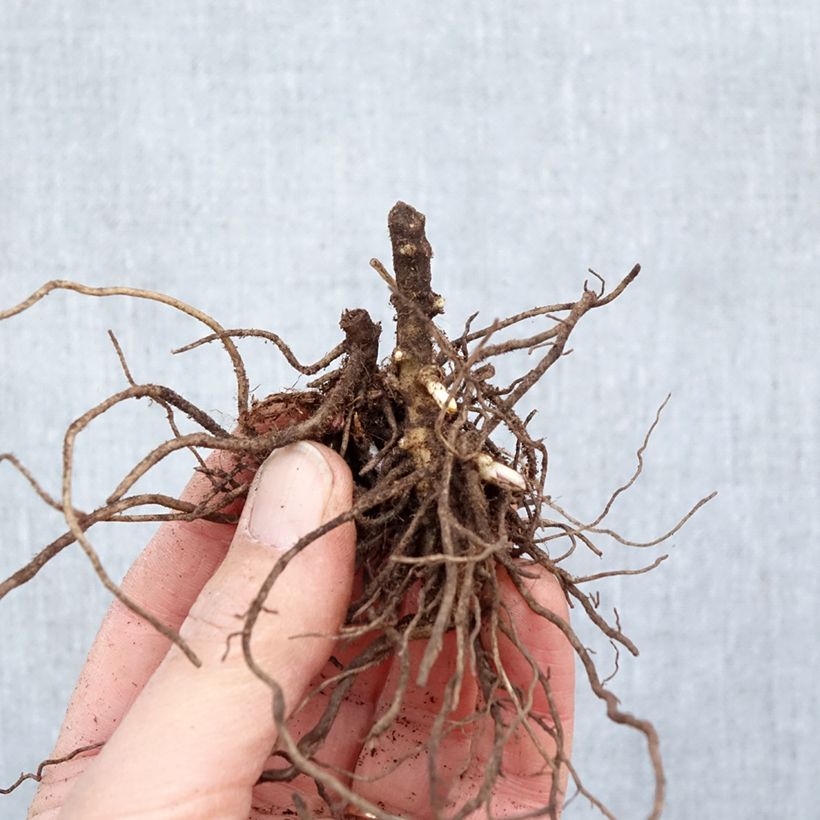 Phlox paniculata Aureole Bare root sample as delivered in winter