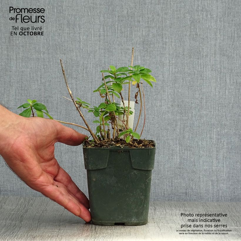 Phlox paniculata Bambini Candy Crush 10cm/11cm pot sample as delivered in autumn