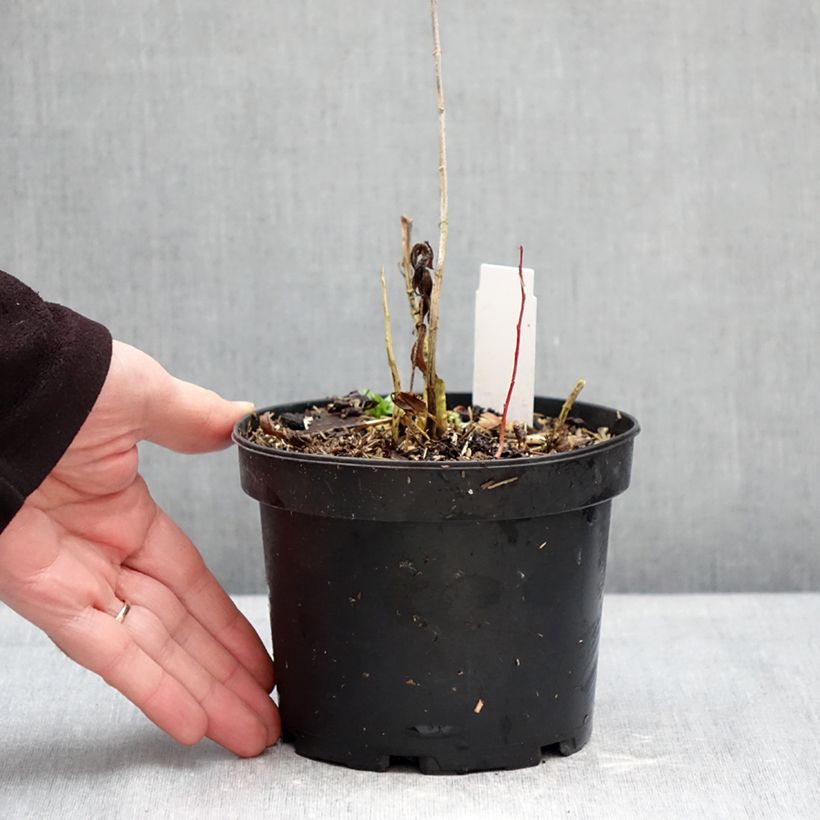 Phlox paniculata Bambini Candy Crush 2L/3L pot sample as delivered in winter