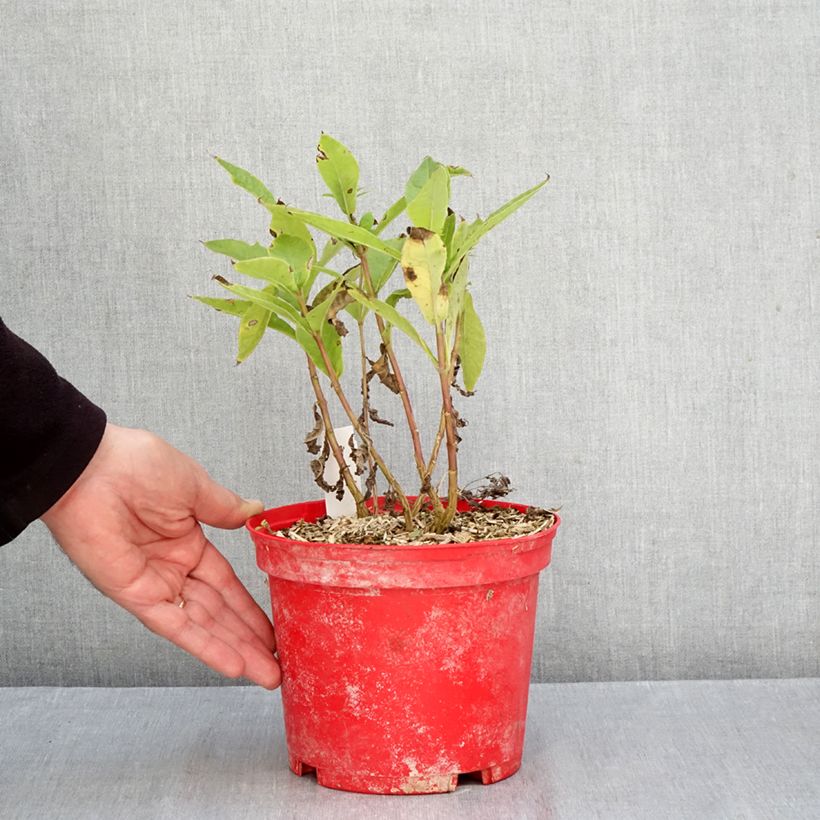 Phlox paniculata Bambini Candy Crush Bare root sample as delivered in autumn