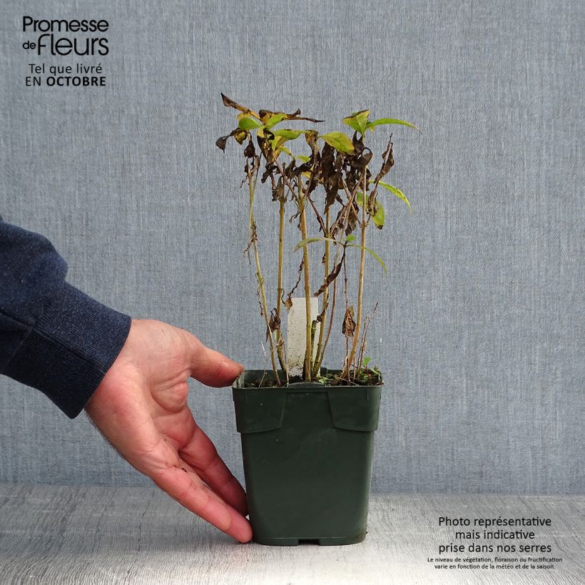 Phlox paniculata Bambini Desire 8/9 cm pot sample as delivered in autumn