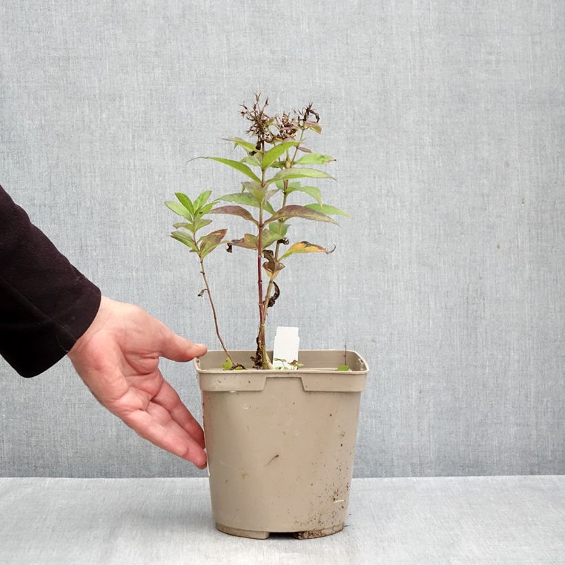 Phlox paniculata Bambini Desire 2L/3L pot sample as delivered in autumn