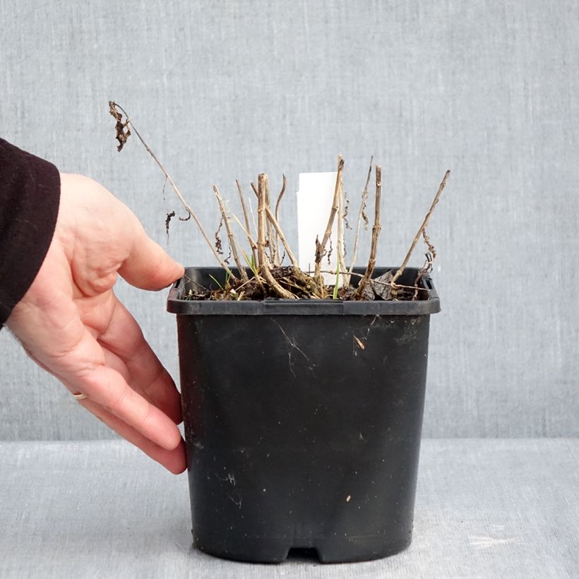 Phlox paniculata Bambini Desire 2L/3L pot sample as delivered in winter