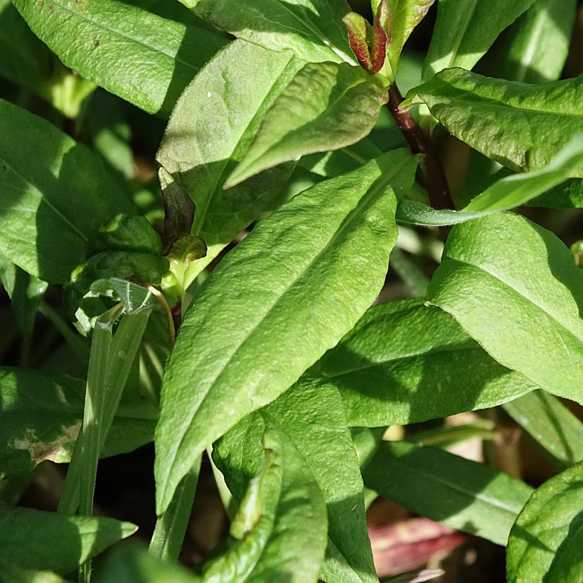 Phlox paniculata Bambini Primadonna Verpri (Foliage)