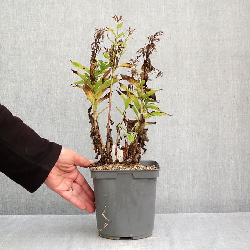 Phlox paniculata Bambini Primadonna Verpri 2L/3L pot sample as delivered in autumn