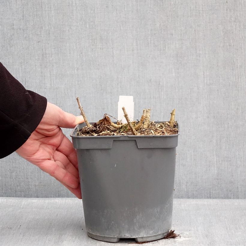 Phlox paniculata Bambini Primadonna Verpri 2L/3L pot sample as delivered in winter