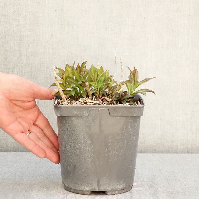 Phlox paniculata Bambini Primadonna Verpri 2L/3L pot sample as delivered in spring