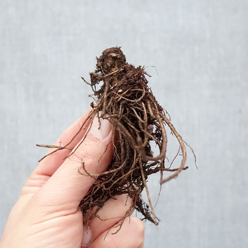 Phlox paniculata Bambini Primadonna Verpri Bare root sample as delivered in winter