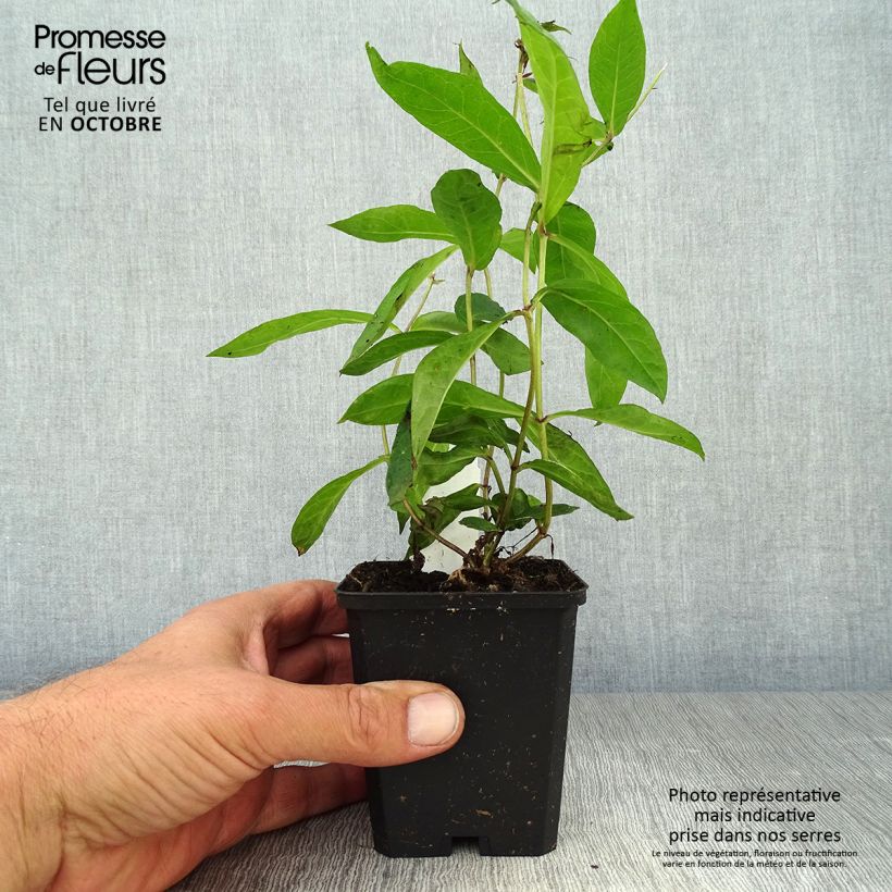 Phlox paniculata Blue Paradise 8/9 cm pot sample as delivered in autumn