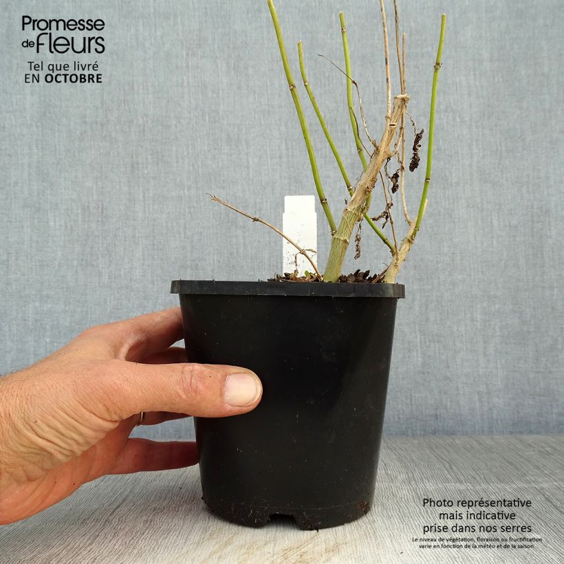 Phlox paniculata Blue Paradise 1.5L/2L pot sample as delivered in autumn