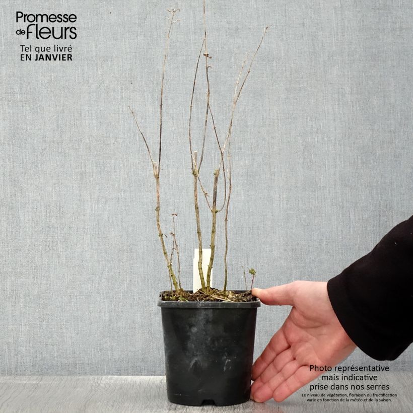 Phlox paniculata Blue Paradise 1.5L/2L pot sample as delivered in winter