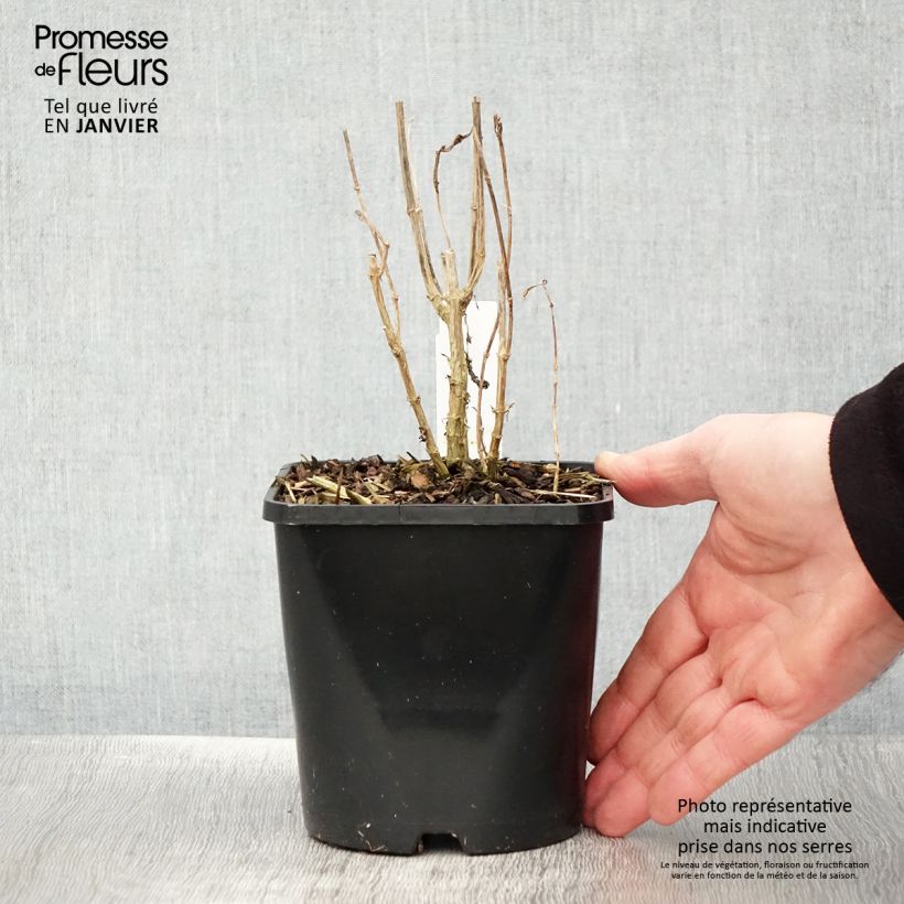 Phlox paniculata Bright Eyes 1.5L/2L pot sample as delivered in winter