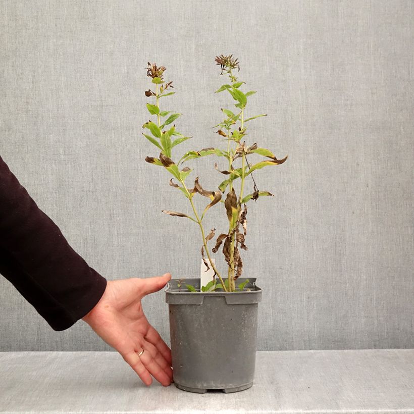 Phlox paniculata Cleopatra 2L/3L pot sample as delivered in autumn