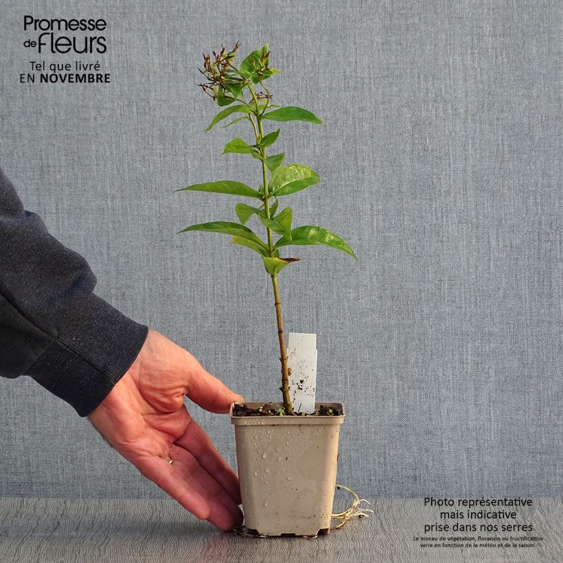 Phlox paniculata Coral Flame 8/9 cm pot sample as delivered in autumn