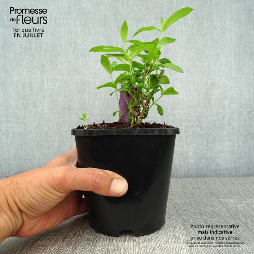 Phlox paniculata David 1.5L/2L pot sample as delivered in summer