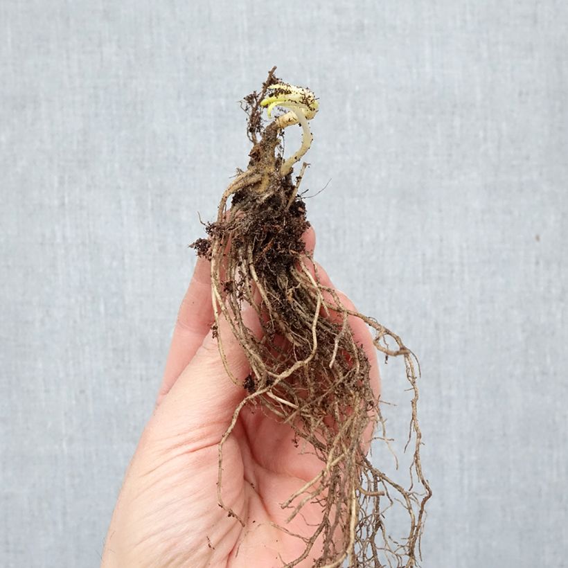 Phlox paniculata David Bare root sample as delivered in winter