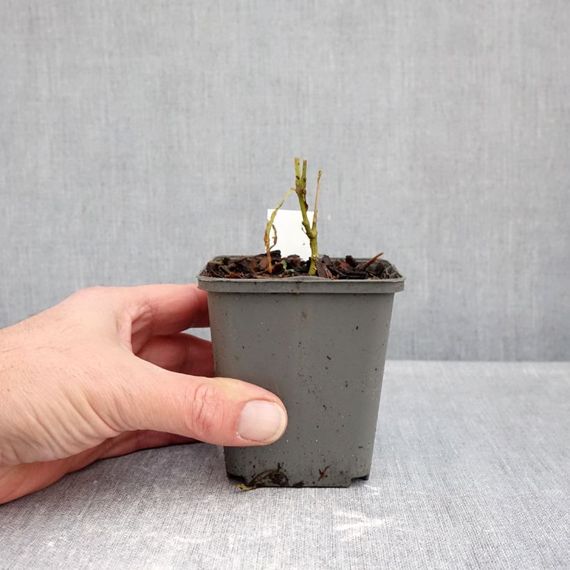 Phlox paniculata Elisabeth 8/9 cm pot sample as delivered in autumn