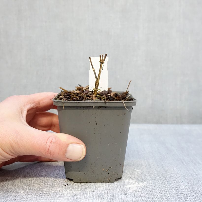 Phlox paniculata Elisabeth 8/9 cm pot sample as delivered in winter