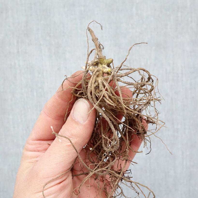 Phlox paniculata Europa Bare root sample as delivered in winter