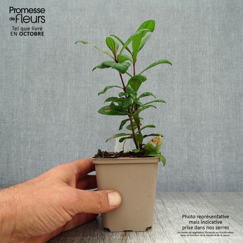 Phlox paniculata Eva Cullum 8/9 cm pot sample as delivered in autumn
