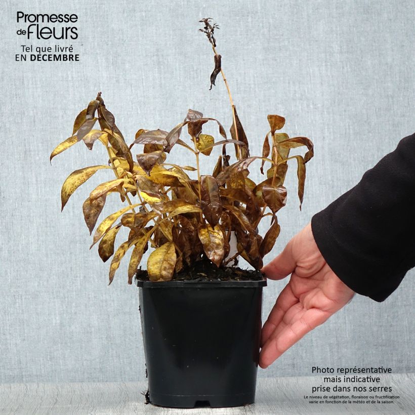 Phlox paniculata Famous Cerise 1.5L/2L pot sample as delivered in winter