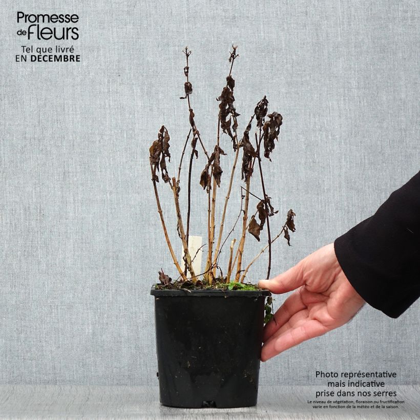 Phlox paniculata Famous Light Pink 2L/3L pot sample as delivered in winter