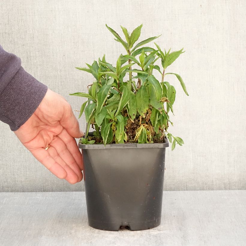 Phlox paniculata Famous Light Pink 2L/3L pot sample as delivered in spring