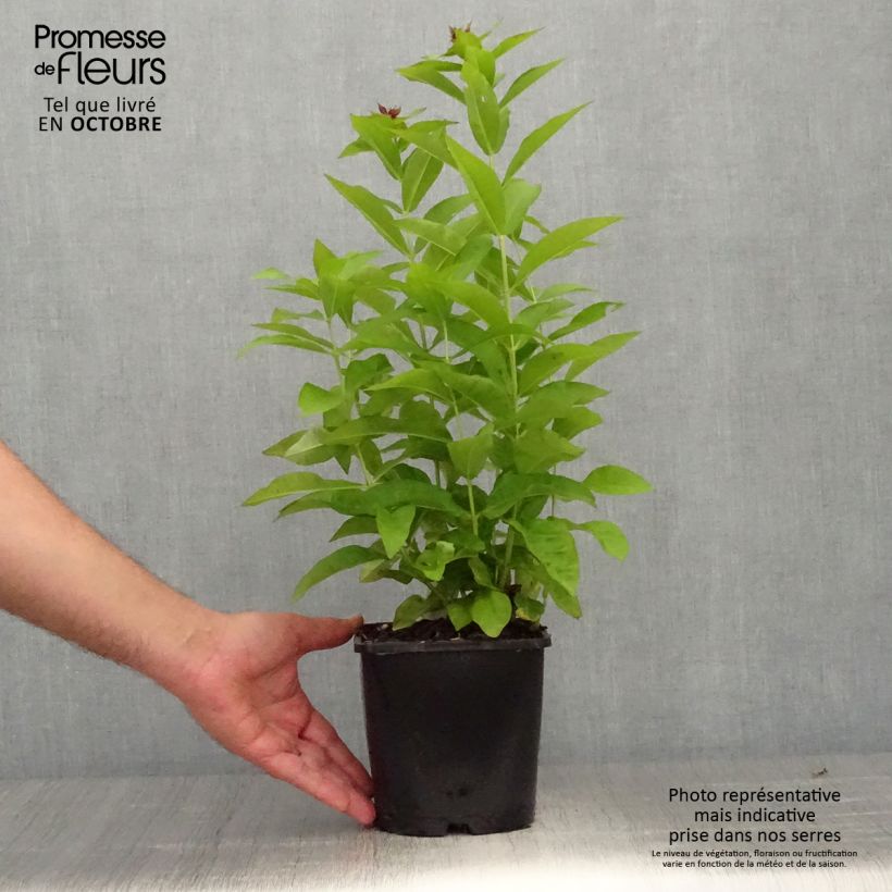Phlox paniculata Famous Purple 2L/3L pot sample as delivered in autumn