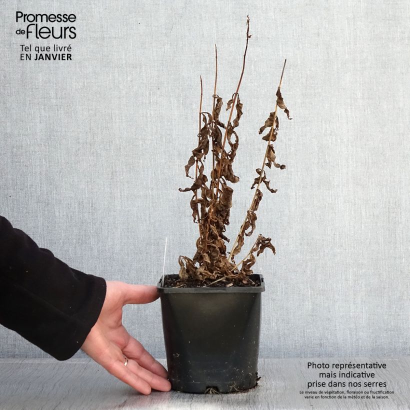 Phlox paniculata Famous Purple 2L/3L pot sample as delivered in winter