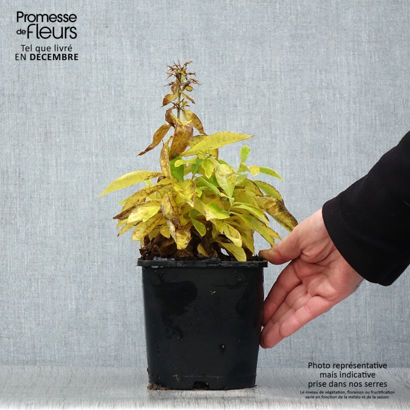 Phlox paniculata Famous White 2L/3L pot sample as delivered in winter