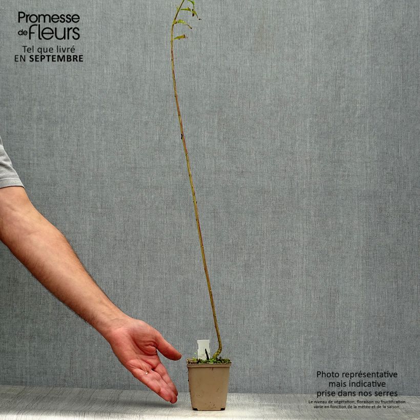 Phlox paniculata Hesperis 8/9 cm pot sample as delivered in autumn