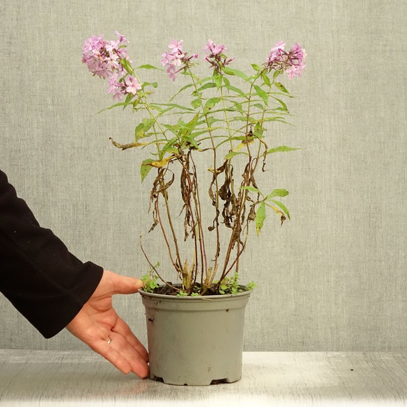 Phlox paniculata Hesperis 2L/3L pot sample as delivered in autumn