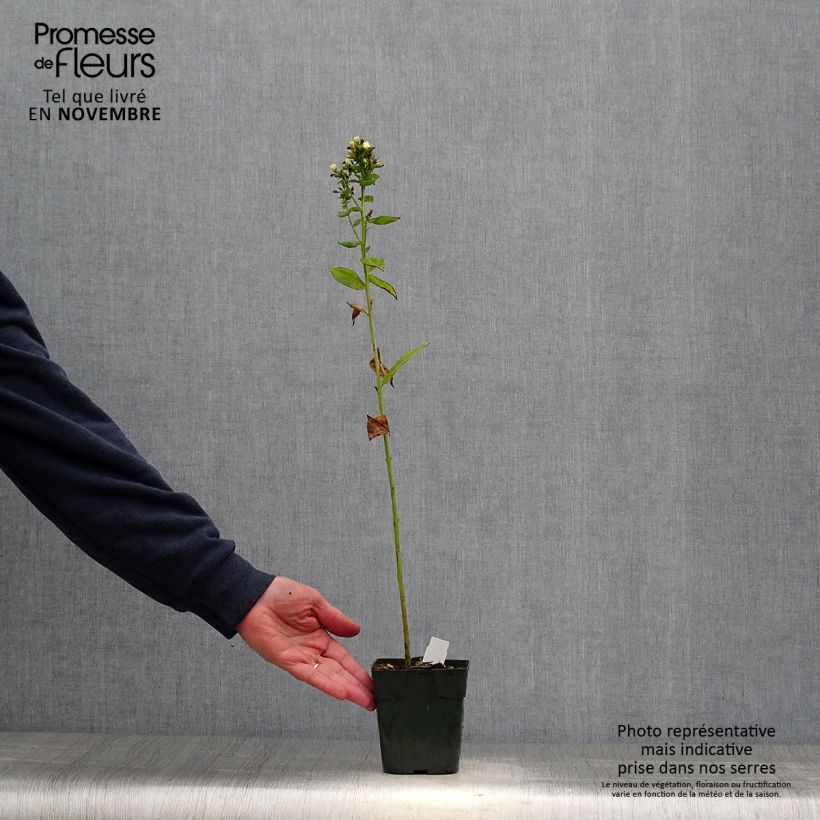 Phlox paniculata Jade 8/9 cm pot sample as delivered in autumn