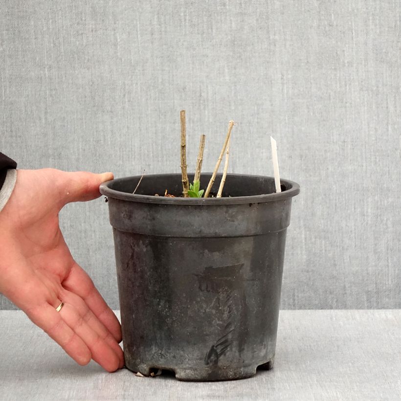 Phlox paniculata Jade 2L/3L pot sample as delivered in spring