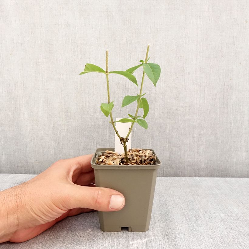 Phlox paniculata Jeana 8/9 cm pot sample as delivered in autumn