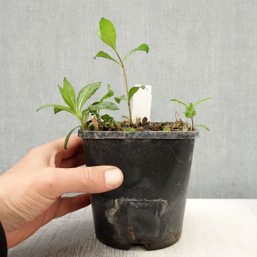 Phlox paniculata Laura 1.5L/2L pot sample as delivered in spring